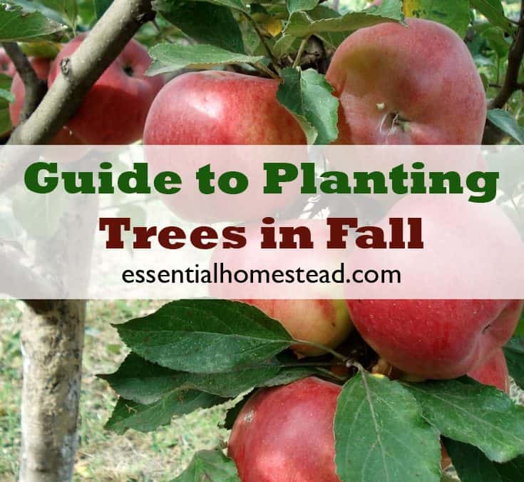 Guide to Planting Trees in Fall | Essential Homestead