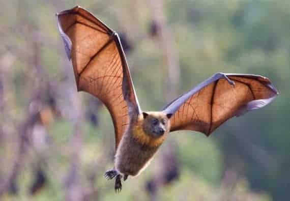 Sucking The Life Out Of Bats (Are Wind Turbines To Blame?) 