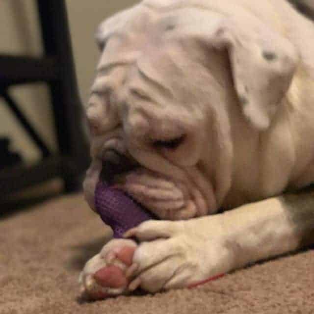 Here’s Why Your English Bulldog is Always Hungry