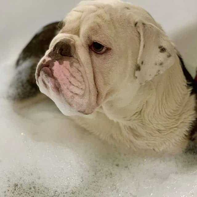 How to Get Rid of an English Bulldog’s Bad Smell