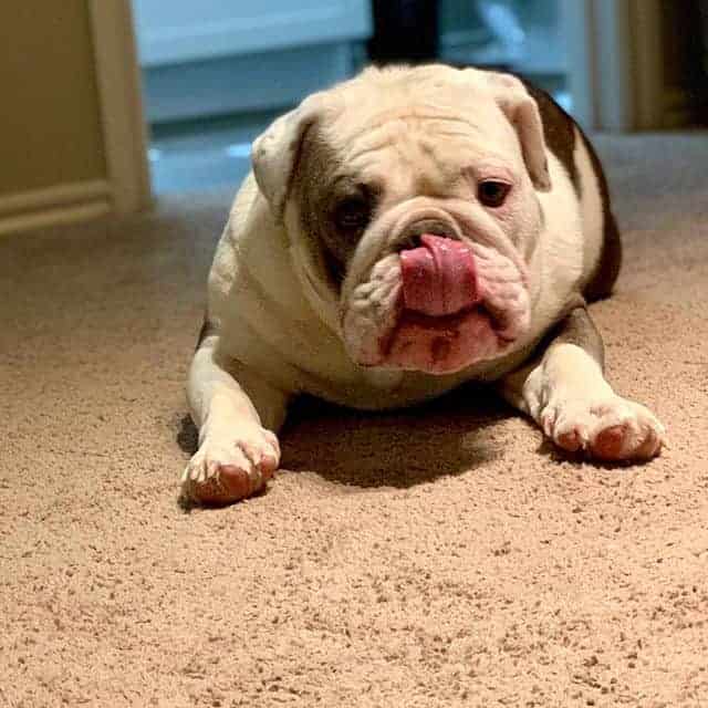 Why Bulldogs Slobber and What You Can Do
