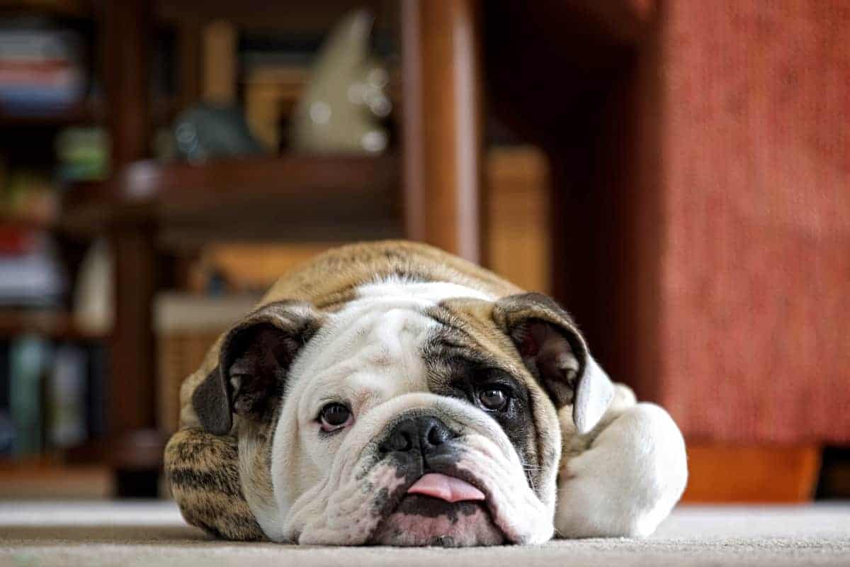 The Best Age to Get an English Bulldog