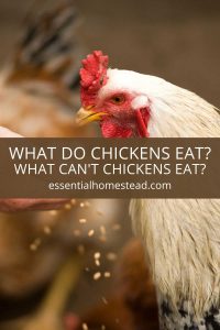 What Do Chickens Eat?  What Can't Chickens Eat?