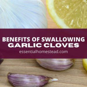 Do You Know the Benefits of Swallowing Garlic Cloves?