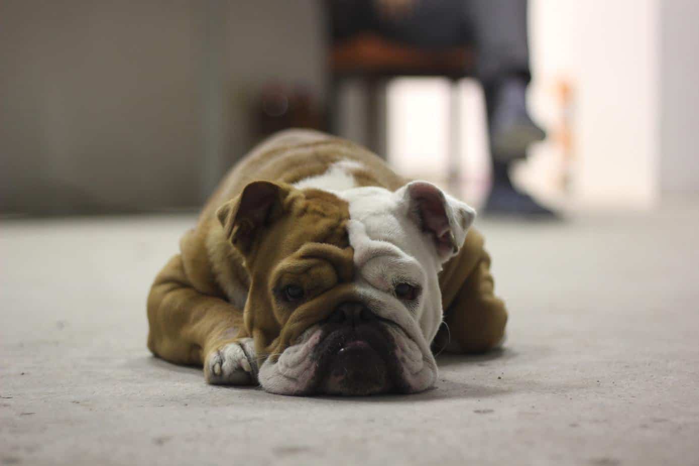 The Bulldog Temperament: Are They All Lazy?