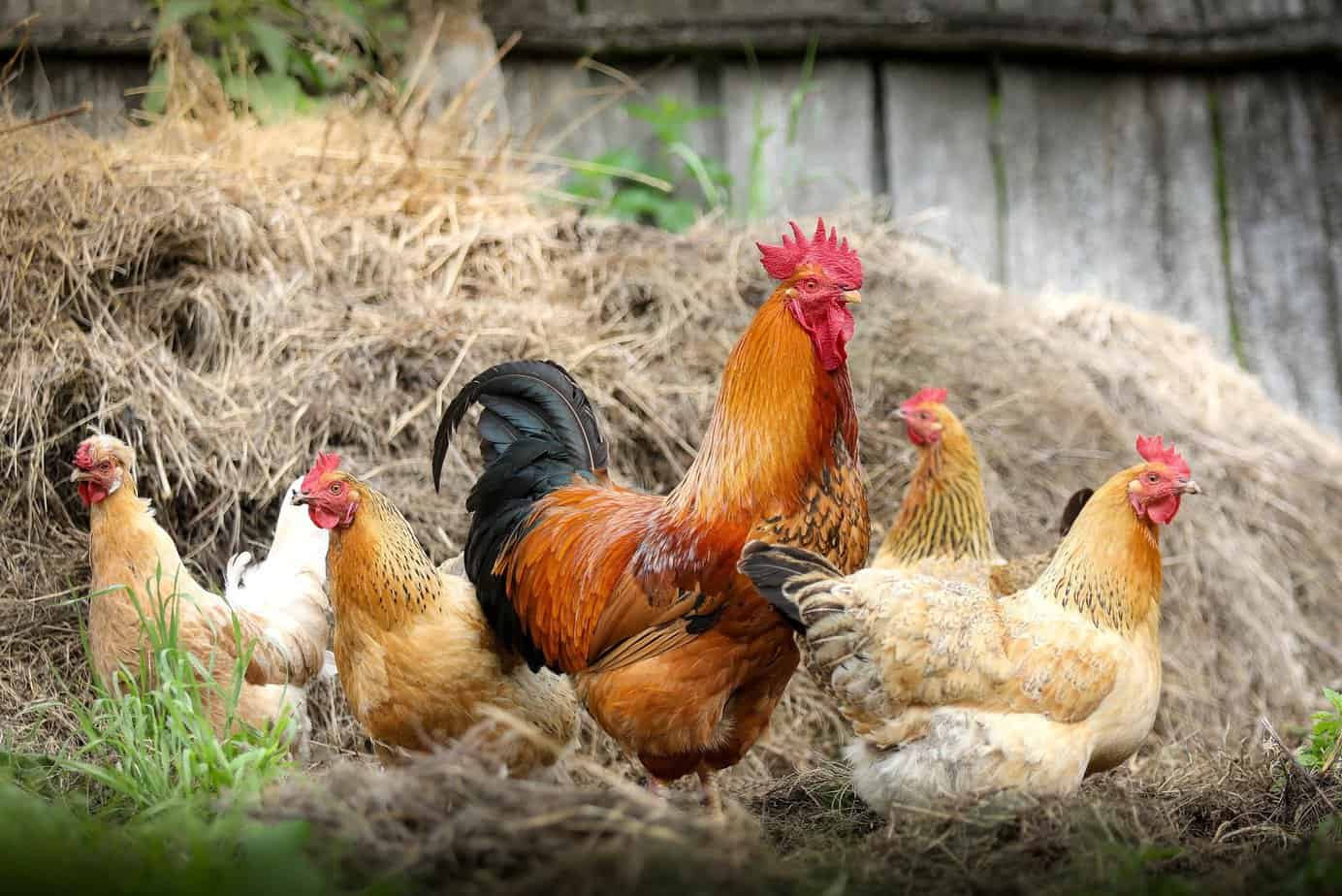 How Much Work Is It to Raise Chickens? Are They Worth Keeping?