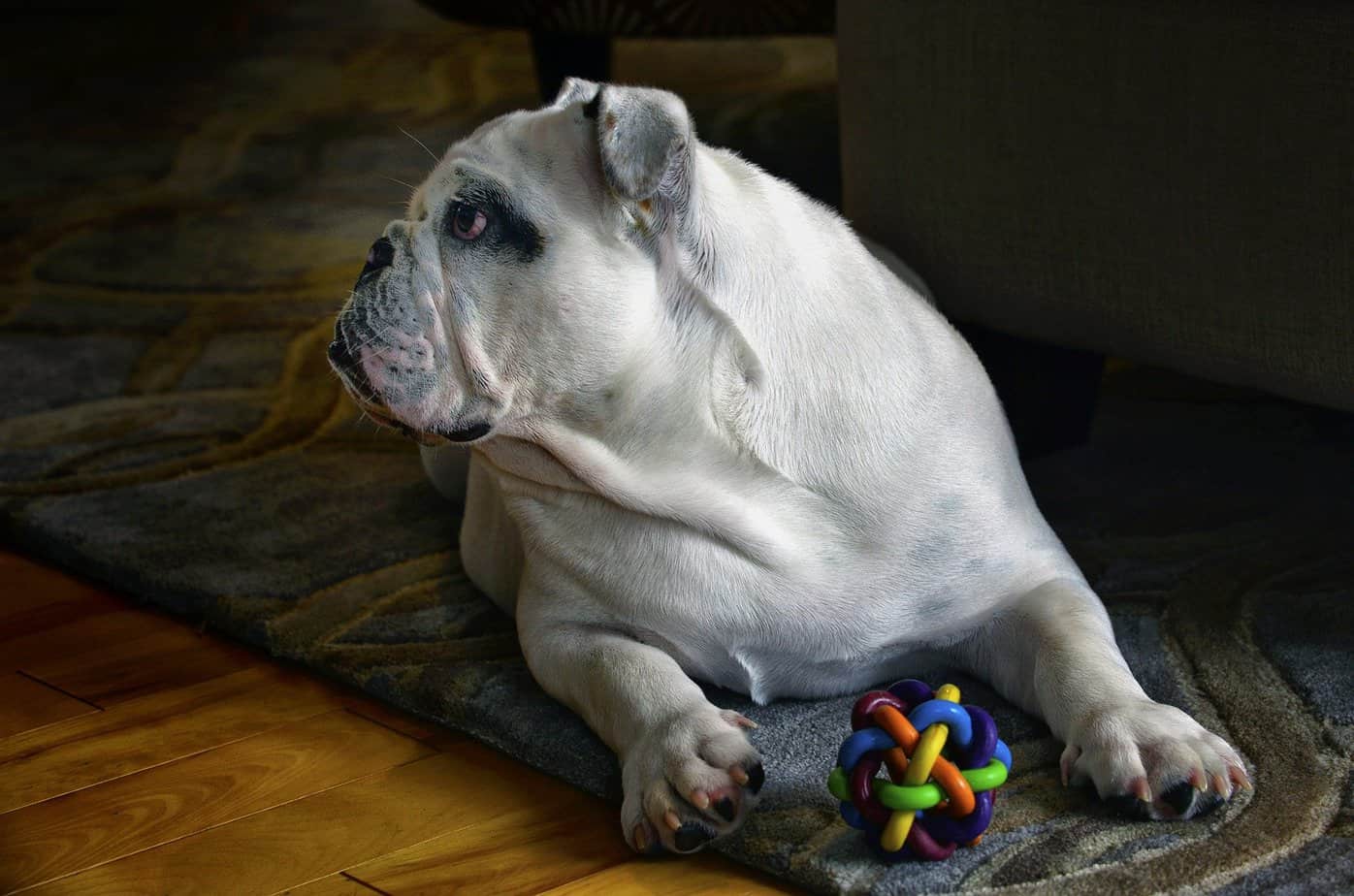 The Full Guide To Caring For An English Bulldog’s Skin