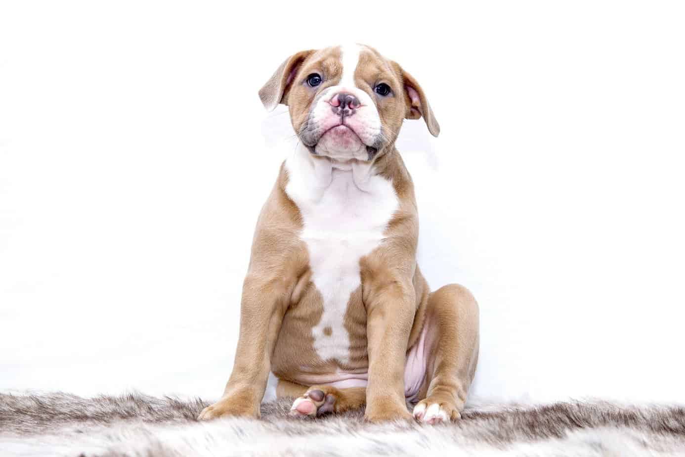 How Much Should an English Bulldog Weigh? Age vs. Weight