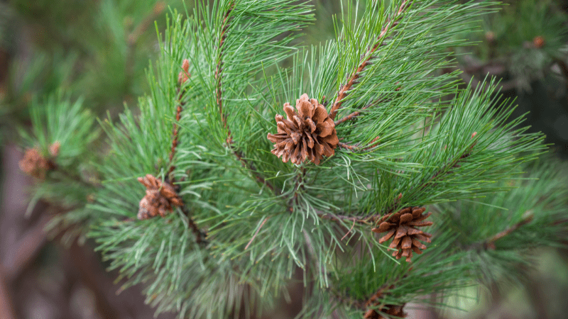 pinecones on pine tree