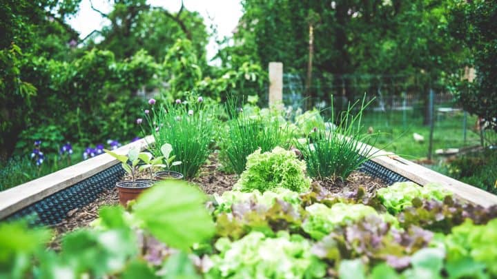 How to Winterize A Vegetable Garden?