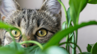 cat citrus tree plant pet