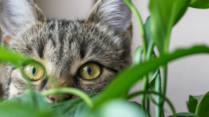 Are Citrus Tree Leaves Poisonous to Cats?