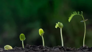 seedlings plant seeds