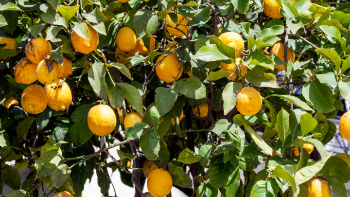 Can A Lemon Tree Become an Orange Tree? (Growing Two Citrus Fruits from One Tree)