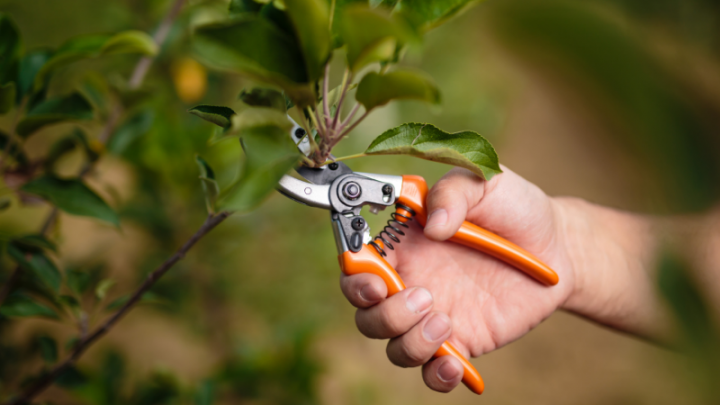 How to Prune a Tangerine Tree