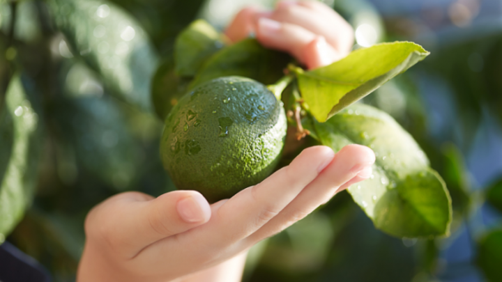 How to Care for a Dwarf Lime Tree