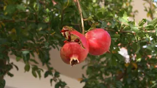 pomegranate fruit trees