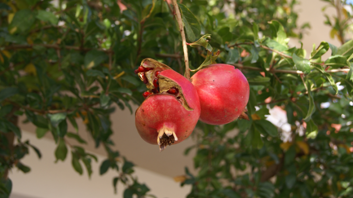 How to Grow Pomegranate Trees