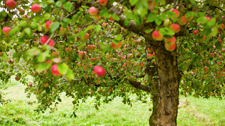 Do Apple Trees Have a Lifespan?