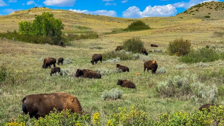 What Animals Are There In Theodore Roosevelt National Park